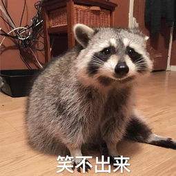 浣熊不高兴凯涅斯:当小动物遇上经济学家,幽默背后的深意探讨 浣熊不高兴凯涅斯:当小动物遇上经济学家,幽默背后的深意探讨