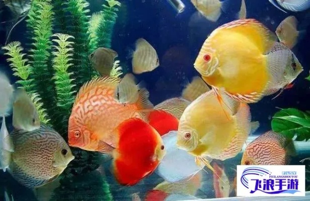 适宜七彩鱼生长的水温范围及水温对其健康影响的详细分析和建议