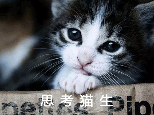 萌宠封神为何突然消失？揭秘萌宠封神突然消失背后的原因和内情