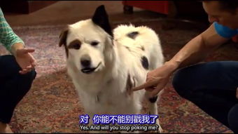 萌宠封神为何突然消失?揭秘萌宠封神突然消失背后的原因和内情 萌宠封神为何突然消失?揭秘萌宠封神突然消失背后的原因和内情