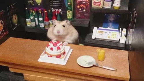 探秘仓鼠蛋糕工厂：神秘工艺背后的美味秘密揭晓