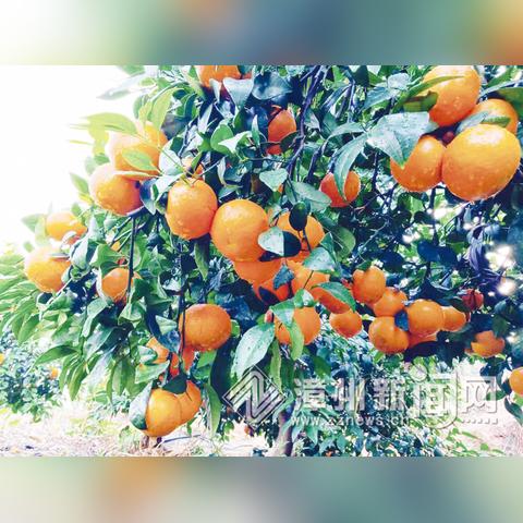 (一款国外的农场游戏叫什么)探索角落小伙伴的国际版农场生活:跨越文化的农场之旅 (一款国外的农场游戏叫什么)探索角落小伙伴的国际版农场生活:跨越文化的农场之旅