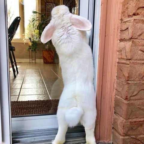 (成语大师是谁)探索成语大师的身份及其对中文文化的影响与贡献