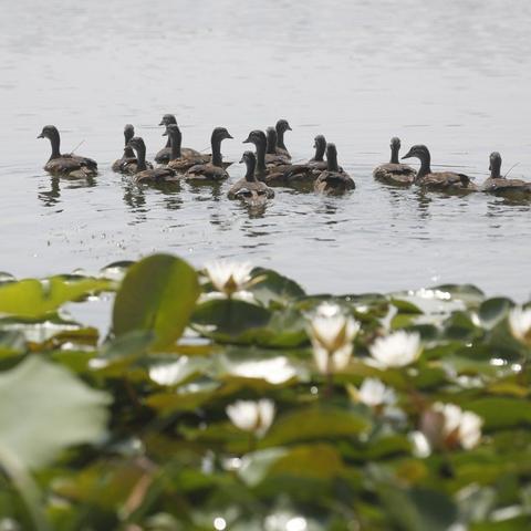 (鼹鼠闯关)畅游鼹鼠同行之森林之家官方版:探秘森林奇妙世界的冒险旅程