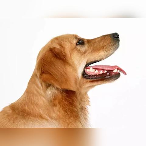 (怎么培养宠物)家养萌宠:如何培养快乐健康的宠物生活方式?