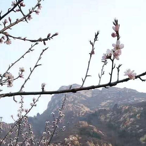 (探秘桃源村)桃源乡村：探索田园诗般的世外桃源与现代生活的完美融合之旅