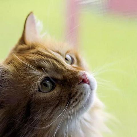 解锁萌主大人的魅力世界，探索那些让人心动的可爱元素与独特个性