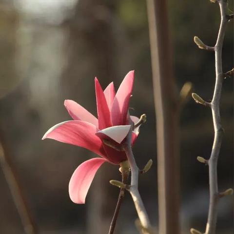 (代号风影)代号风云志什么时候公测？游戏开发进度及最新消息更新