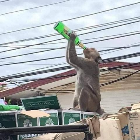 (动物派对steam叫什么)动物派对steam多少钱？快来了解这款热门游戏的价格及玩法！