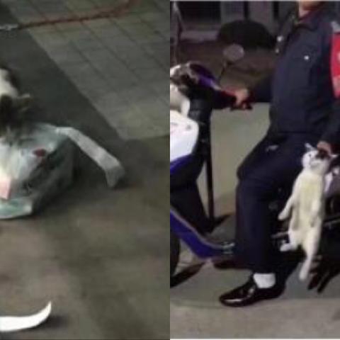 (猫咪偷外卖)小猫猫猫趁主人不备偷外卖，搞怪行径惹人爱