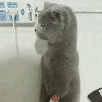 (猫咪偷外卖)小猫猫猫趁主人不备偷外卖，搞怪行径惹人爱