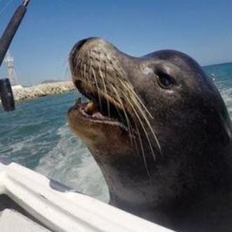 (捕鱼达人单机手游)探秘经典游戏捕鱼达人1单机版：挑战海底世界，解锁无限乐趣！