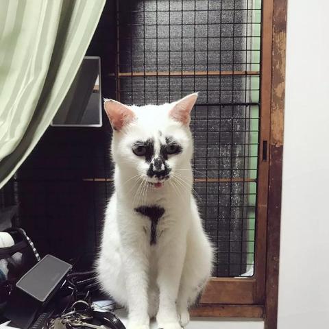 (天书奇谈手机端)天书奇谈手游官服是哪个？官方介绍及玩家评价总结