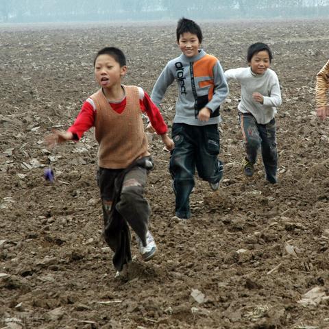 (种杏树赚钱吗)老农种树游戏：杏树种植的乐趣与丰收之路，打造你的农业梦想