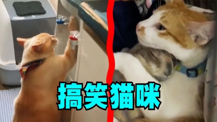 令人智熄的操作表情包:让你笑得停不下来的搞怪表情集锦 令人智熄的操作表情包:让你笑得停不下来的搞怪表情集锦