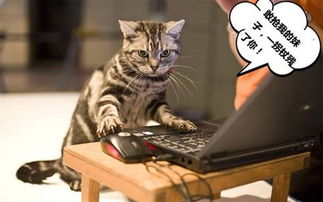 (猫咪天堂游戏家具全收集图鉴)探秘猫咪天堂攻略:如何选择适合宠物的家具? (猫咪天堂游戏家具全收集图鉴)探秘猫咪天堂攻略:如何选择适合宠物的家具?