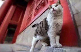 (猫猫大乱斗下载)三国喵大乱斗：猫咪武将争霸，谁能称霸江山？