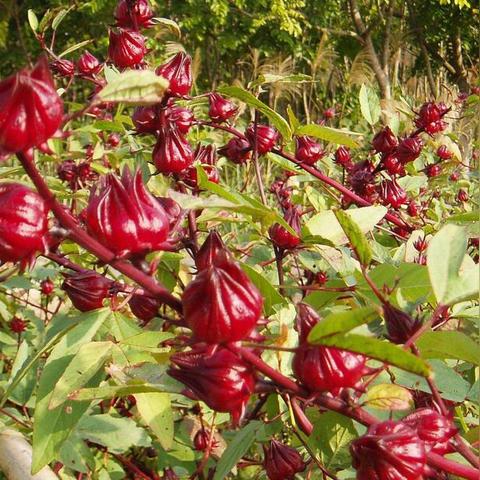 (哪种动物很调皮)哪种动物调皮捣蛋? 一窥动物王国中最顽皮捣蛋的几大物种