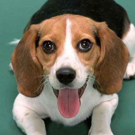 探秘狗头大作战：从松狮犬到比格犬，这些狗头带你进入萌萌世界