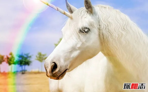 如何通过摄影技巧拍到真正的独角兽：探寻神秘生物的奇幻世界