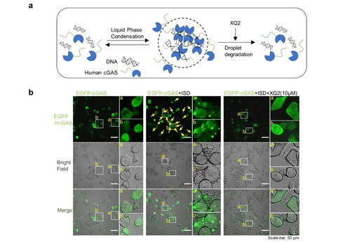 探索基因雨和基因雨风塔的区别及其在遗传学中的不同应用与意义
