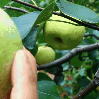 (微信小田田快速发展攻略)微信小田田现在叫什么？近来有何变化？小田田如何发展？