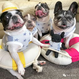 天天萌宠生活会馆：打造宠物世界里的温馨乐园，给你和你的宠物最美好的时光