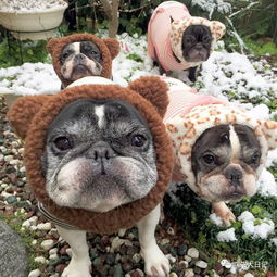 天天萌宠生活会馆：打造宠物世界里的温馨乐园，给你和你的宠物最美好的时光