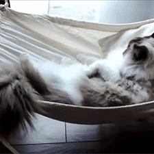 全面解析布偶星球攻略：从新手入门到高级技巧，助你征服星球冒险