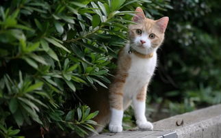 (猫婆婆的食物怎么做)猫婆婆的幸福公寓:享受无广告的宁静生活和美好时光 (猫婆婆的食物怎么做)猫婆婆的幸福公寓:享受无广告的宁静生活和美好时光