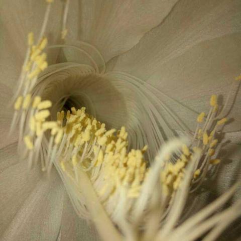 揭开星际扩散结局的真相:人类文明的未来与未知命运的深刻探讨 揭开星际扩散结局的真相:人类文明的未来与未知命运的深刻探讨