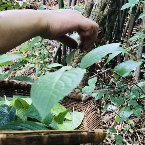 (思仙杜仲植物牙膏多少钱一支)探秘思仙杜仲的功效与养生价值，助您打造健康生活方式