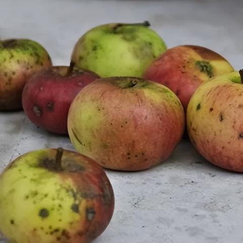 (全民切水果大赛)全员削水果公众号:打造健康生活新方式,共享水果幸福时光 (全民切水果大赛)全员削水果公众号:打造健康生活新方式,共享水果幸福时光