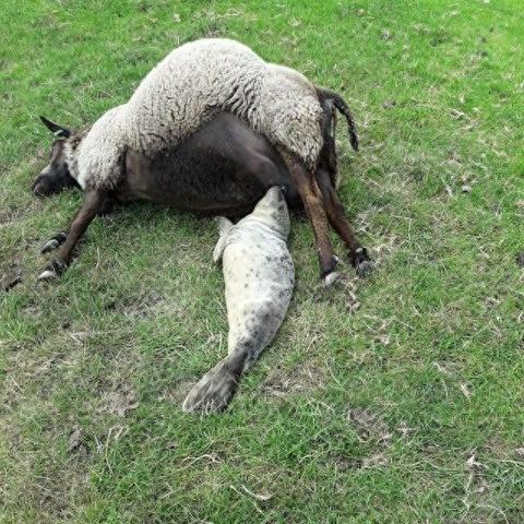 (战舰少女阿拉斯加怎么样)深入探究：战舰猎手阿拉斯加 - 一支不可忽视的海上力量