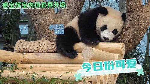 (少年冒险王雅安大熊猫故事简介)少年冒险王雅安大熊猫：探索奇幻旅程与友谊的成长故事