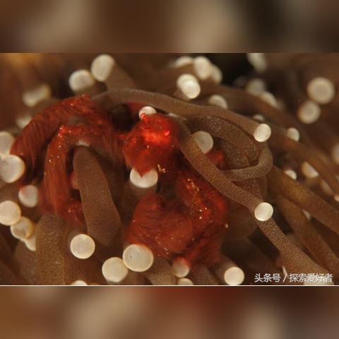 (荒岛求生狂暴变异人怎么打)荒岛生存:疯狂掠食者的挑战与求生之路 (荒岛求生狂暴变异人怎么打)荒岛生存:疯狂掠食者的挑战与求生之路