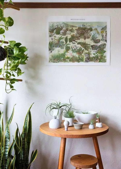 用电脑宝贝植物图片为你的居室增添生机，摩登与自然的完美结合！