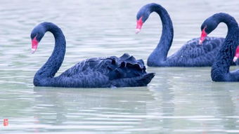 遇难黑天鹅遗留蛋,将通过人工孵化技术保护其生命延续与生态平衡 遇难黑天鹅遗留蛋,将通过人工孵化技术保护其生命延续与生态平衡