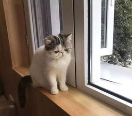 (猫咪咖啡屋找不到了)为什么总是进不去猫猫咖啡屋？这里可能有什么秘密吗？