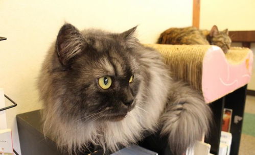 (猫咪咖啡屋找不到了)为什么总是进不去猫猫咖啡屋?这里可能有什么秘密吗? (猫咪咖啡屋找不到了)为什么总是进不去猫猫咖啡屋?这里可能有什么秘密吗?