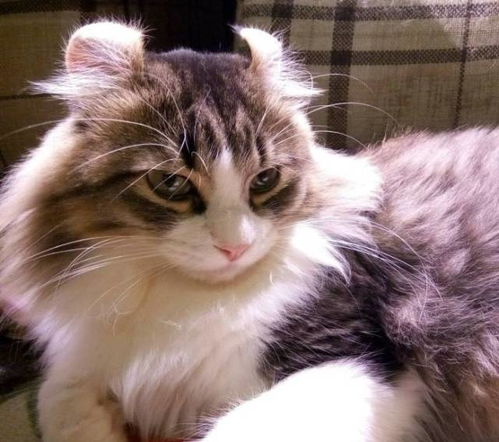 (猫咪咖啡屋找不到了)为什么总是进不去猫猫咖啡屋?这里可能有什么秘密吗? (猫咪咖啡屋找不到了)为什么总是进不去猫猫咖啡屋?这里可能有什么秘密吗?