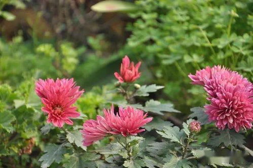 探讨花田小院是否推出了无限花瓣版，带你了解更多新玩法与特色