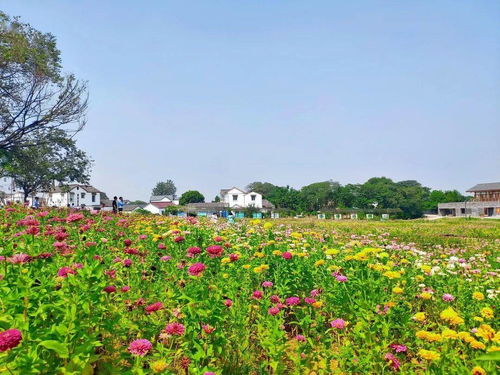 探讨花田小院是否推出了无限花瓣版，带你了解更多新玩法与特色