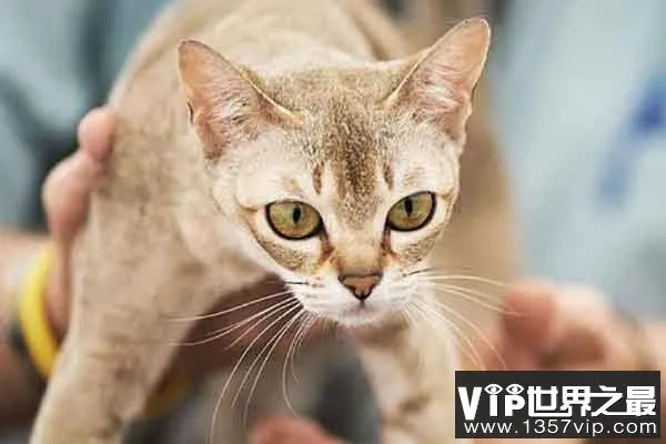 探寻最强小猫的奥秘：揭秘世界上最厉害的猫咪是如何独霸领域的