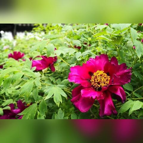 探索镜花缘游戏中的奇幻世界与独特人物，揭开古典文学的游戏魅力