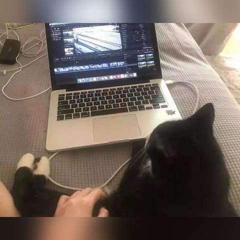 (吸猫好不好)每次吸猫都会带来意外惊喜，让我的生活充满喜悦和惊喜