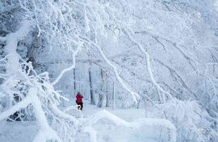 在银装素裹的雪地中，探寻神秘的雪地小球球奇遇与乐趣的冒险之旅