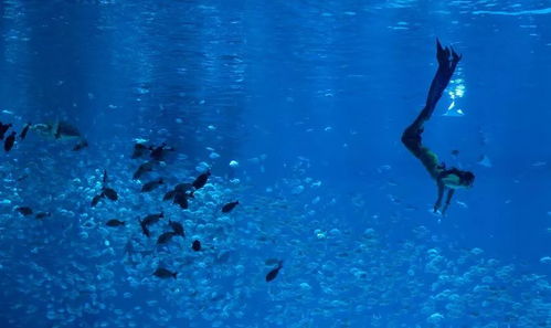 探索海昌海洋公园攻略：从海底世界到极致亲子乐园，畅享全方位海洋奇遇！