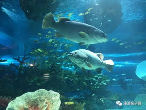 探索海昌海洋公园攻略:从海底世界到极致亲子乐园,畅享全方位海洋奇遇! 探索海昌海洋公园攻略:从海底世界到极致亲子乐园,畅享全方位海洋奇遇!