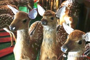 (鹿的装饰品该怎么放在家)如何进行非常普通的鹿安装?从选材到细节,一步步教你完成! (鹿的装饰品该怎么放在家)如何进行非常普通的鹿安装?从选材到细节,一步步教你完成!